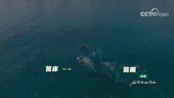 动图24.gif