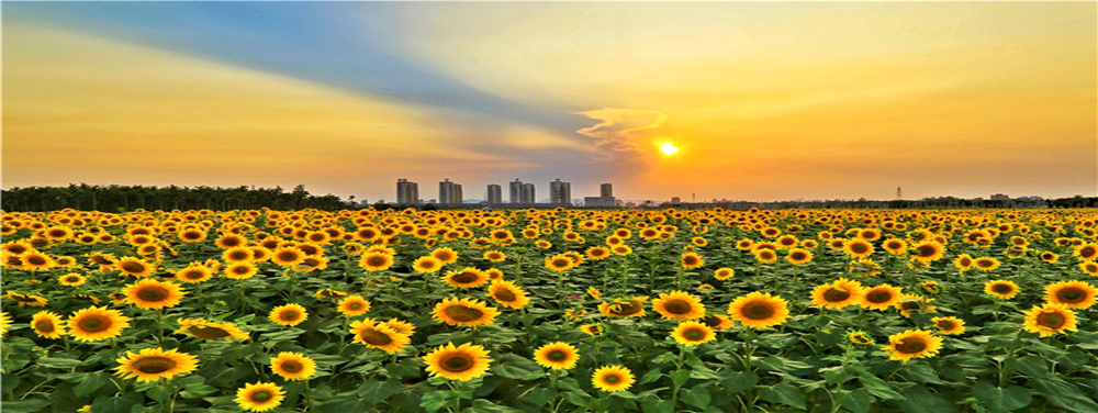 1637829812165030623.jpg 龙寿洋乡村生态旅游区1000X376.jpg