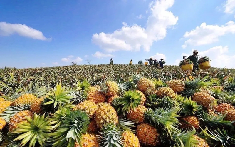 品味海南第四季甜到芯里的金钻凤梨